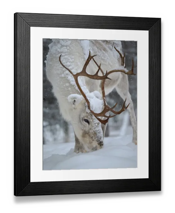 Framed Print : Looking for food in deep snow. Reindeer covered with snow during the arctic winter. Reindeer Farm near Pyha in Finland north of the polar circle Framed Print : Looking for food in deep snow. Reindeer covered with snow during the arctic winter. Reindeer Farm near Pyha in Finland north of the polar circle
