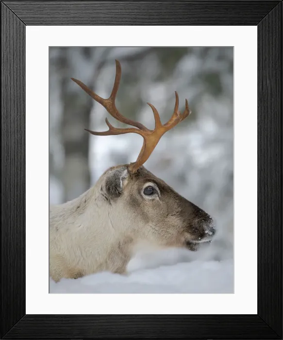 Framed Print : Reindeer in deep snow during the arctic winter. Reindeer Farm near Pyha in Finland north of the polar circle Framed Print : Reindeer in deep snow during the arctic winter. Reindeer Farm near Pyha in Finland north of the polar circle
