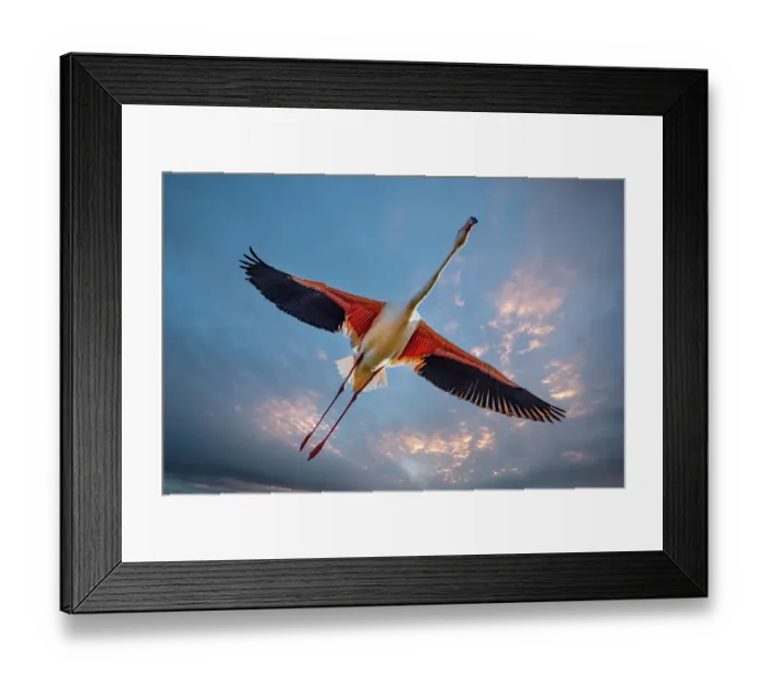 Framed Print : France. Close-up of greater flamingo in flight. ©Jim Zuckerman / Jaynes Gallery / DanitaDelimont.com Framed Print : France. Close-up of greater flamingo in flight. ©Jim Zuckerman / Jaynes Gallery / DanitaDelimont.com