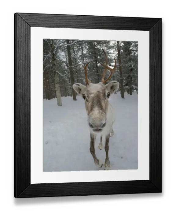 Framed Print : Reindeer in deep snow during the arctic winter. Reindeer Farm near Pyha in Finland north of the polar circle Framed Print : Reindeer in deep snow during the arctic winter. Reindeer Farm near Pyha in Finland north of the polar circle