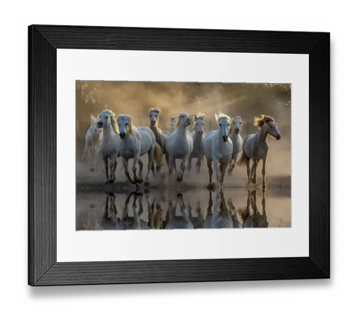 Framed Print : France, Saintes-Maries-de-la-Mer. White Camargue horses running through water. ©Jim Zuckerman / Jaynes Gallery / DanitaDelimont.com Framed Print : France, Saintes-Maries-de-la-Mer. White Camargue horses running through water. ©Jim Zuckerman / Jaynes Gallery / DanitaDelimont.com