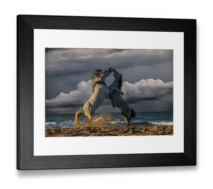 Framed Print : France, Saintes-Maries-de-la-Mer. White Camargue stallions fighting on ocean beach. ©Jim Zuckerman / Jaynes Gallery / DanitaDelimont.com Framed Print : France, Saintes-Maries-de-la-Mer. White Camargue stallions fighting on ocean beach. ©Jim Zuckerman / Jaynes Gallery / DanitaDelimont.com