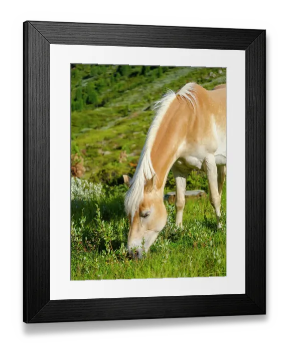 Framed Print : Haflinger horse on its mountain pasture (Shieling) in the Otztal Alps in the Rofen Valley near Vent. Austria, Tyrol