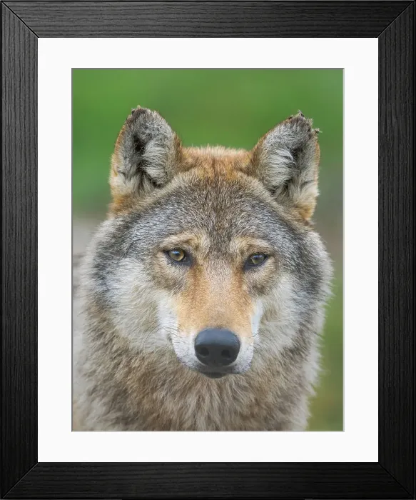 Framed Print : Gray wolf in the wildlife center (Hortobagyi Vadaspark) of the National Park Hortobagy, listed as UNESCO World Heritage Site. Eastern Europe, Hungary Framed Print : Gray wolf in the wildlife center (Hortobagyi Vadaspark) of the National Park Hortobagy, listed as UNESCO World Heritage Site. Eastern Europe, Hungary