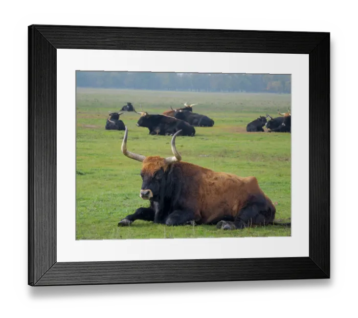 Framed Print : Heck Cattle, a disputed attempt to breed back the extinct Aurochs from domestic cattle. Wildlife Park (Hortobagyi Vadaspark) of the National Park Hortobagy, listed as UNESCO World Heritage Site. Eastern Europe, Hungary