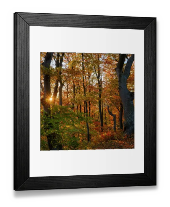 Framed Print : Autumn in the forest of the Koszeg mountains (Koszegi Hegyseg) near Velem in the nature park Geschriebenstein-Irottko. Eastern Europe, Hungary Framed Print : Autumn in the forest of the Koszeg mountains (Koszegi Hegyseg) near Velem in the nature park Geschriebenstein-Irottko. Eastern Europe, Hungary