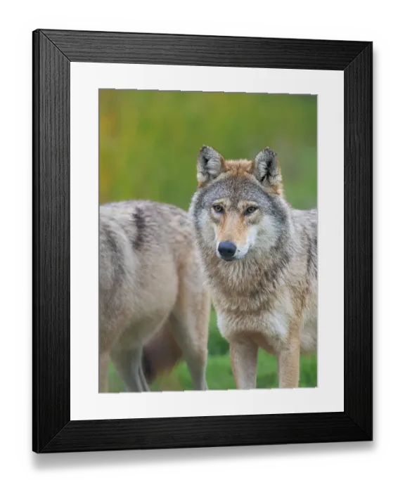 Framed Print : Gray wolf in the wildlife center (Hortobagyi Vadaspark) of the National Park Hortobagy, listed as UNESCO World Heritage Site. Eastern Europe, Hungary Framed Print : Gray wolf in the wildlife center (Hortobagyi Vadaspark) of the National Park Hortobagy, listed as UNESCO World Heritage Site. Eastern Europe, Hungary