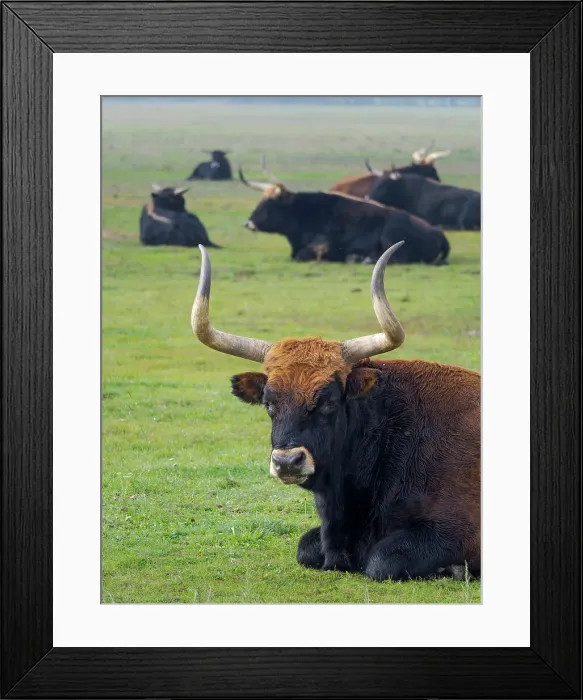 Framed Print : Heck Cattle, a disputed attempt to breed back the extinct Aurochs from domestic cattle. Wildlife Park (Hortobagyi Vadaspark) of the National Park Hortobagy, listed as UNESCO World Heritage Site. Eastern Europe, Hungary Framed Print : Heck Cattle, a disputed attempt to breed back the extinct Aurochs from domestic cattle. Wildlife Park (Hortobagyi Vadaspark) of the National Park Hortobagy, listed as UNESCO World Heritage Site. Eastern Europe, Hungary