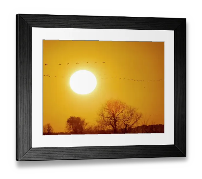 Framed Print : Common cranes returning to their roosting place during a stop during autumn migration. Common crane or Eurasian cranes, over the Egyek Puszta, UNESCO World Heritage Site. Hungary, Hortobagyi National Park Framed Print : Common cranes returning to their roosting place during a stop during autumn migration. Common crane or Eurasian cranes, over the Egyek Puszta, UNESCO World Heritage Site. Hungary, Hortobagyi National Park