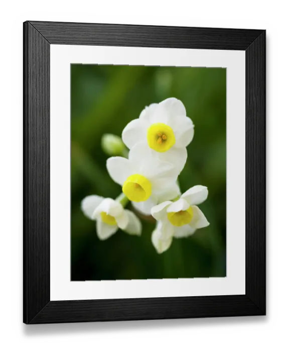 Framed Print : Bunch flowered daffodil Narcissus tazetta variety Avalanche. Germany Framed Print : Bunch flowered daffodil Narcissus tazetta variety Avalanche. Germany