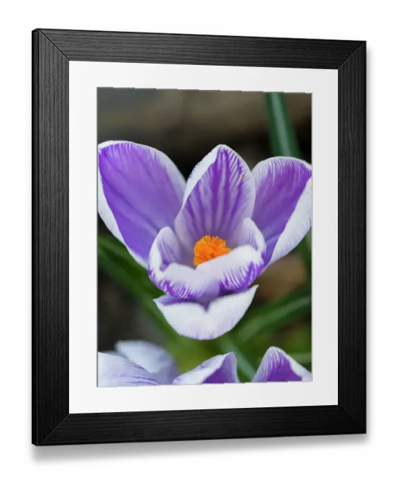 Framed Print : Crocus, variety Pickwick, Central Europe, Germany Framed Print : Crocus, variety Pickwick, Central Europe, Germany
