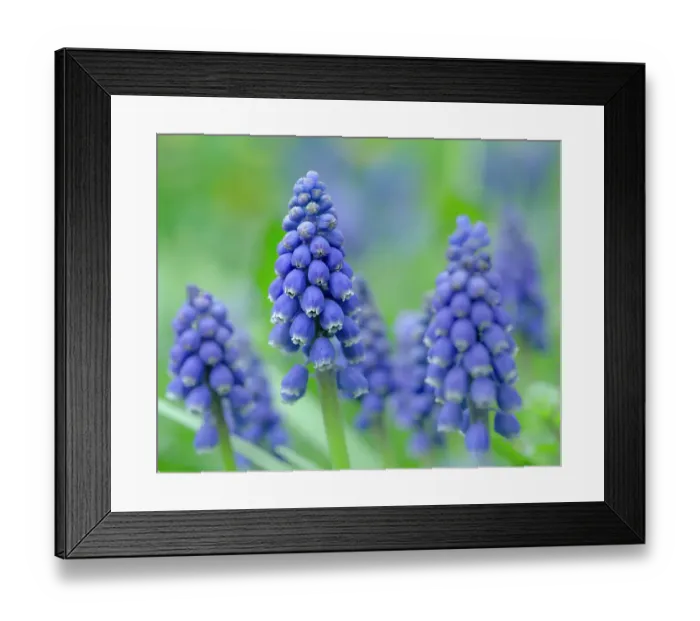 Framed Print : Armenian grape hyacinth. Germany