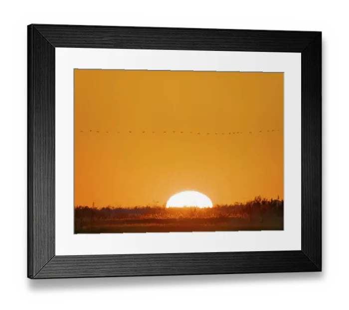 Framed Print : Common cranes returning to their roosting place during a stop during autumn migration. Common crane or Eurasian cranes, over the Egyek Puszta, UNESCO World Heritage Site. Hungary, Hortobagyi National Park Framed Print : Common cranes returning to their roosting place during a stop during autumn migration. Common crane or Eurasian cranes, over the Egyek Puszta, UNESCO World Heritage Site. Hungary, Hortobagyi National Park