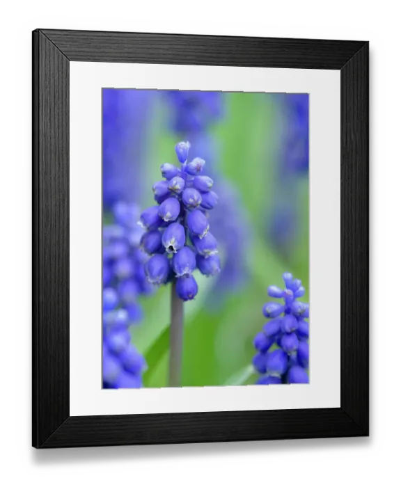 Framed Print : Armenian grape hyacinth. Germany