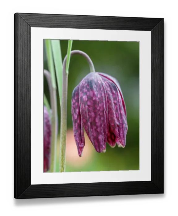 Framed Print : Snakes head or chess flower. Germany Framed Print : Snakes head or chess flower. Germany
