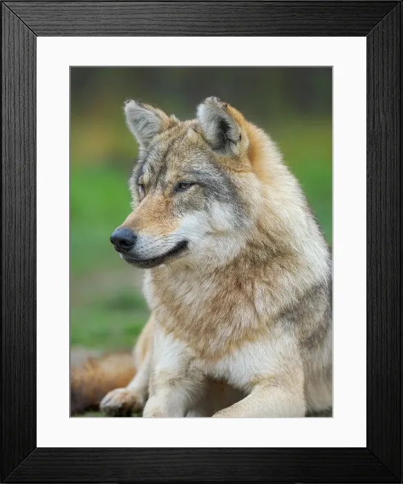 Framed Print : Gray wolf in the wildlife center (Hortobagyi Vadaspark) of the National Park Hortobagy, listed as UNESCO World Heritage Site. Eastern Europe, Hungary