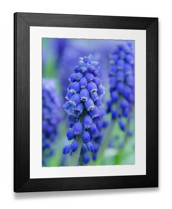 Framed Print : Armenian grape hyacinth. Germany Framed Print : Armenian grape hyacinth. Germany
