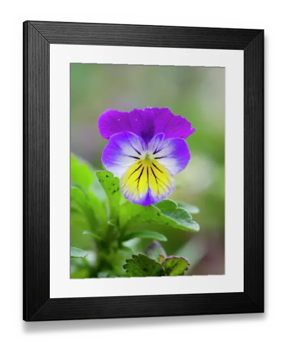 Framed Print : Wild pansy. Germany Framed Print : Wild pansy. Germany