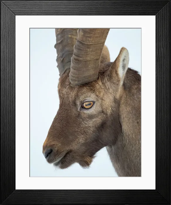 Framed Print : Alpine Ibex in fresh deep snow, Alpenwildpark (alpine game park) Obermaiselstein. Germany, Bavaria Framed Print : Alpine Ibex in fresh deep snow, Alpenwildpark (alpine game park) Obermaiselstein. Germany, Bavaria