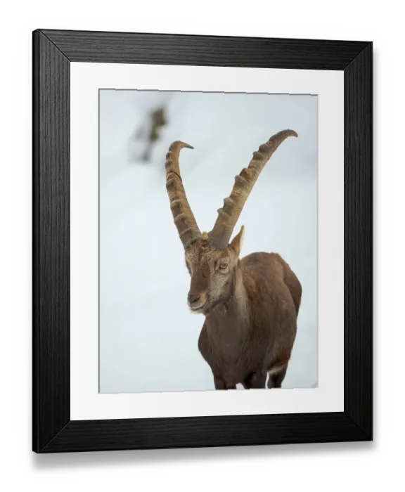 Framed Print : Alpine Ibex in fresh deep snow, Alpenwildpark (alpine game park) Obermaiselstein. Germany, Bavaria Framed Print : Alpine Ibex in fresh deep snow, Alpenwildpark (alpine game park) Obermaiselstein. Germany, Bavaria