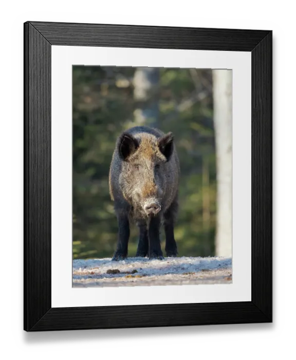 Framed Print : Wild boar in forest during winter. National Park Bavarian Forest (Bayerischer Wald), Germany, Bavaria