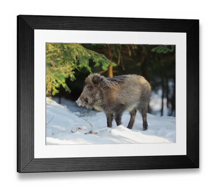 Framed Print : Wild boar in forest during winter. National Park Bavarian Forest (Bayerischer Wald), Germany, Bavaria Framed Print : Wild boar in forest during winter. National Park Bavarian Forest (Bayerischer Wald), Germany, Bavaria