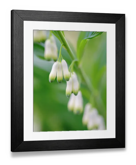 Framed Print : Eurasian Solomons seal (Polygonatum multiflorum). Germany Framed Print : Eurasian Solomons seal (Polygonatum multiflorum). Germany