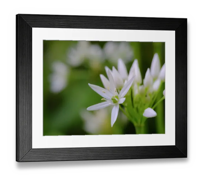 Framed Print : Wild garlic. Germany Framed Print : Wild garlic. Germany