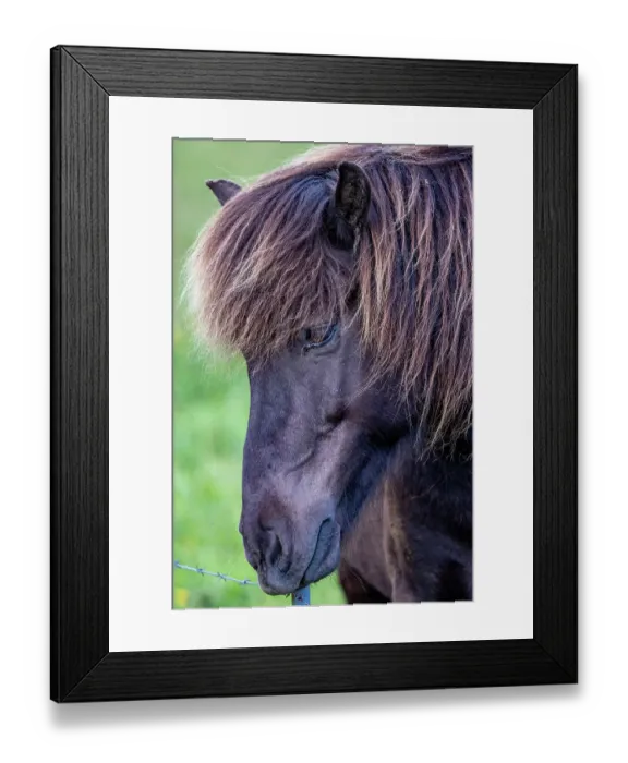 Framed Print : Icelandic Horses near Vik, Iceland Framed Print : Icelandic Horses near Vik, Iceland