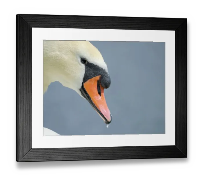 Framed Print : Mute Swan (Cygnus olor) in Munich, Central Europe, Germany, Bavaria Framed Print : Mute Swan (Cygnus olor) in Munich, Central Europe, Germany, Bavaria