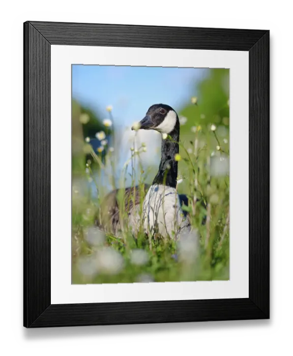 Framed Print : Canada goose (Branta canadensis) in Munich. Germany, Bavaria Framed Print : Canada goose (Branta canadensis) in Munich. Germany, Bavaria
