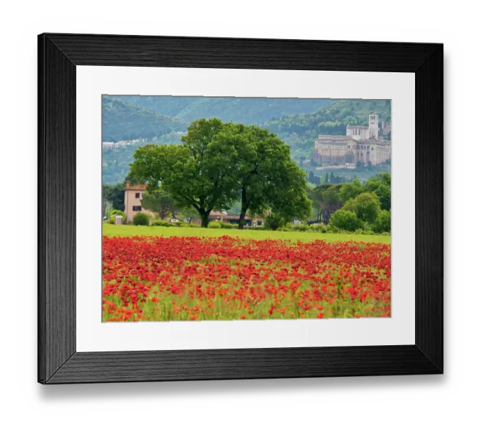 Framed Print : Italy, Umbria, Assisi. View of Assisi across the poppy covered field Framed Print : Italy, Umbria, Assisi. View of Assisi across the poppy covered field