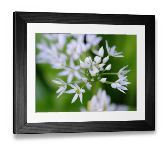 Framed Print : Wild garlic. Germany Framed Print : Wild garlic. Germany