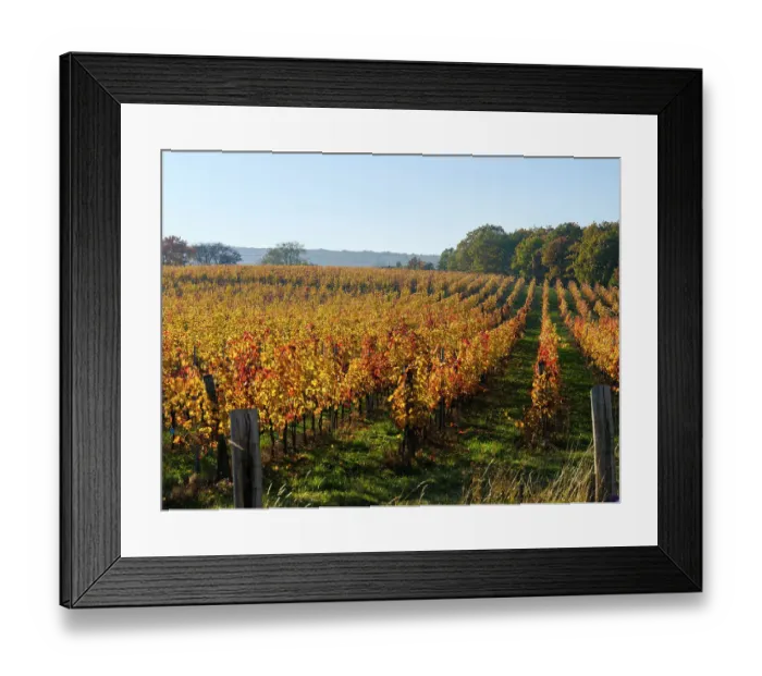Framed Print : Viniculture near Koszeg in Western Transdanubia close to the Austrian border. Eastern Europe, Hungary Framed Print : Viniculture near Koszeg in Western Transdanubia close to the Austrian border. Eastern Europe, Hungary