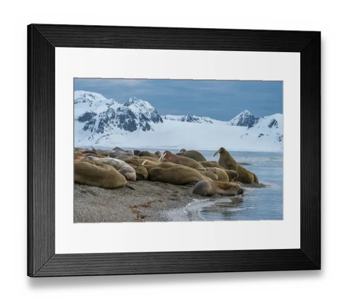 Framed Print : Svalbard, Norway. Colony of Atlantic walrus on beach