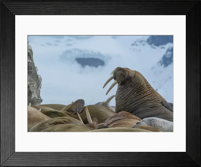 Framed Print : Svalbard, Norway. Colony of Atlantic walrus showing their tusks Framed Print : Svalbard, Norway. Colony of Atlantic walrus showing their tusks
