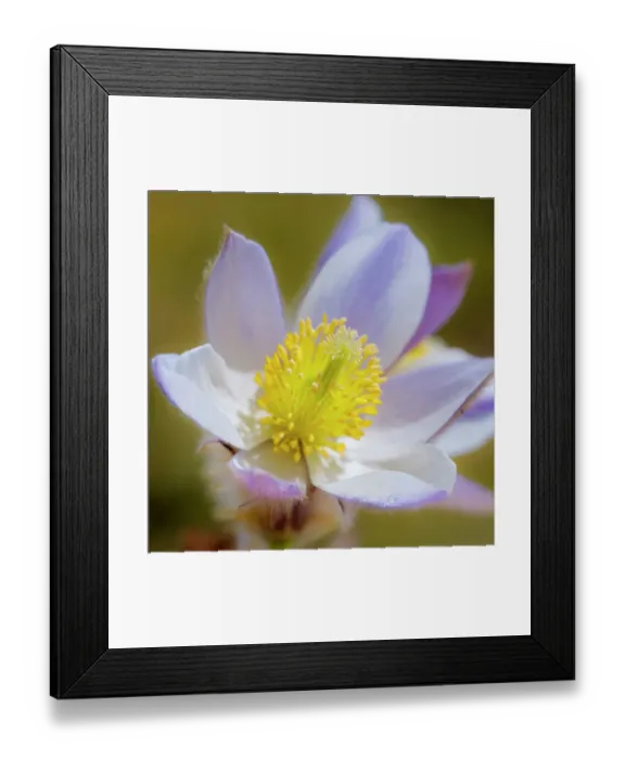 Framed Print : Spring pasqueflower also called arctic violet, lady of the snows growing in the high mountains of the Otztal Alps. Italy, South Tyrol, Alto Adige Framed Print : Spring pasqueflower also called arctic violet, lady of the snows growing in the high mountains of the Otztal Alps. Italy, South Tyrol, Alto Adige