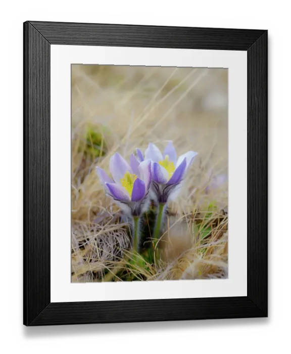 Framed Print : Spring pasqueflower also called arctic violet, lady of the snows growing in the high mountains of the Otztal Alps. Italy, South Tyrol, Alto Adige Framed Print : Spring pasqueflower also called arctic violet, lady of the snows growing in the high mountains of the Otztal Alps. Italy, South Tyrol, Alto Adige