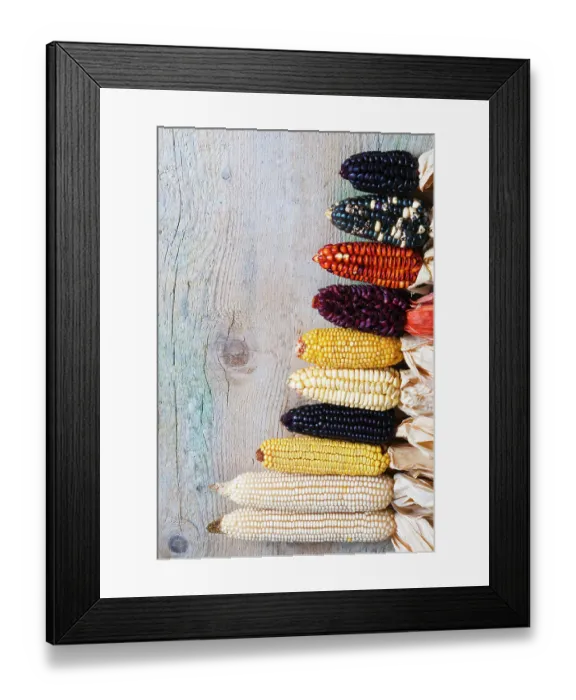 Framed Print : Different type of maize or corn (Zea mays)
