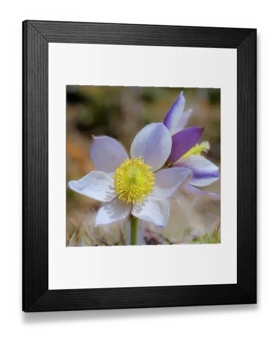 Framed Print : Spring pasqueflower also called arctic violet, lady of the snows growing in the high mountains of the Otztal Alps. Italy, South Tyrol, Alto Adige