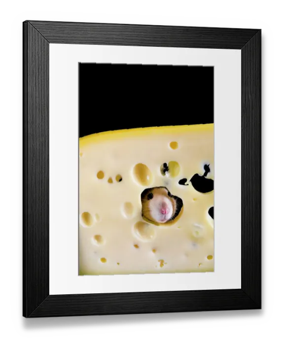 Framed Print : White rat in a slice of cheese Framed Print : White rat in a slice of cheese