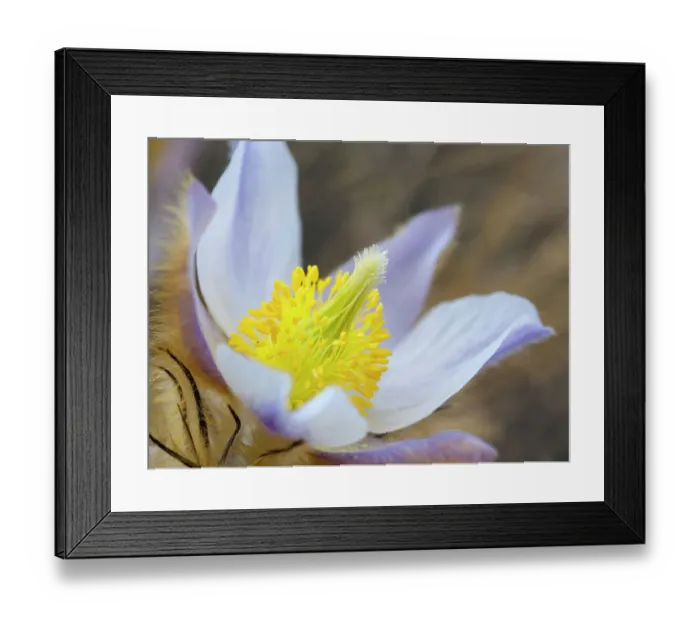Framed Print : Spring pasqueflower also called arctic violet, lady of the snows growing in the high mountains of the Otztal Alps. Italy, South Tyrol, Alto Adige Framed Print : Spring pasqueflower also called arctic violet, lady of the snows growing in the high mountains of the Otztal Alps. Italy, South Tyrol, Alto Adige