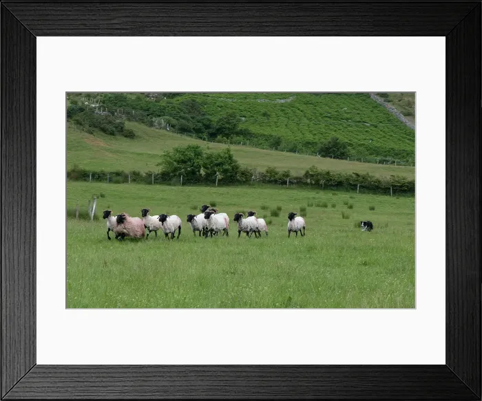 Framed Print : Highly trained border collie is used to herd sheep on an Irish sheep farm Framed Print : Highly trained border collie is used to herd sheep on an Irish sheep farm