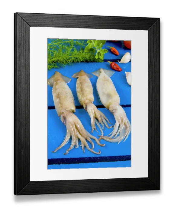 Framed Print : Fresh squids (Onychoteuthis banksii) Framed Print : Fresh squids (Onychoteuthis banksii)