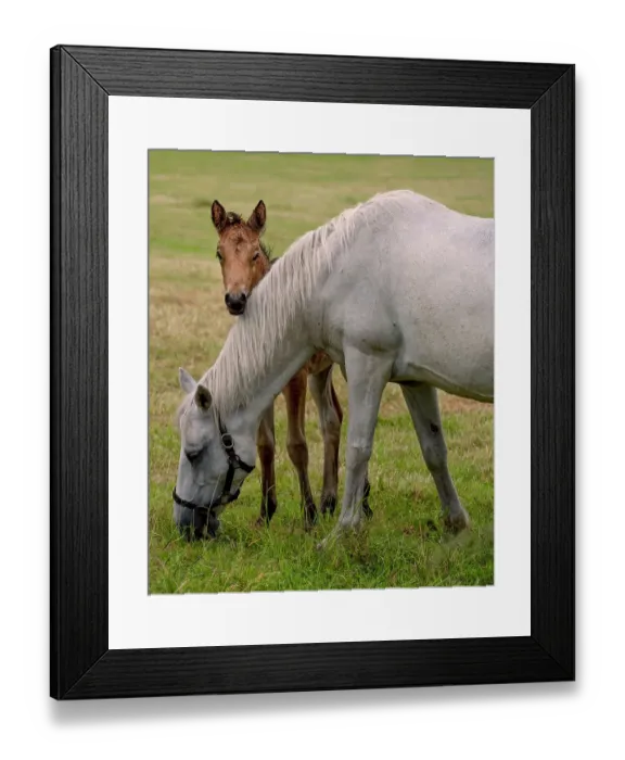 Framed Print : Carrera horses are unique to Ireland and are much treasured as a breed