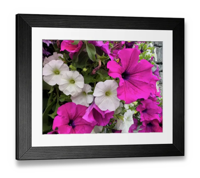 Framed Print : Petunias bright ancient walls in the village of Cong Framed Print : Petunias bright ancient walls in the village of Cong
