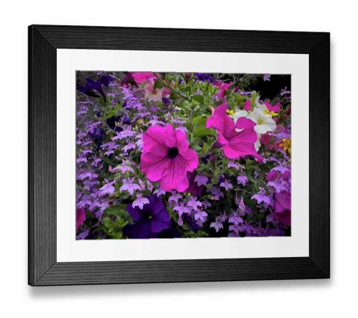 Framed Print : Petunias and other flowers bright the streets of Cong Framed Print : Petunias and other flowers bright the streets of Cong