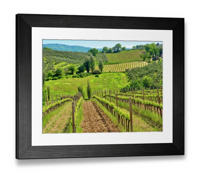 Framed Print : Italy, Umbria, Montefalco. View of vineyards Framed Print : Italy, Umbria, Montefalco. View of vineyards