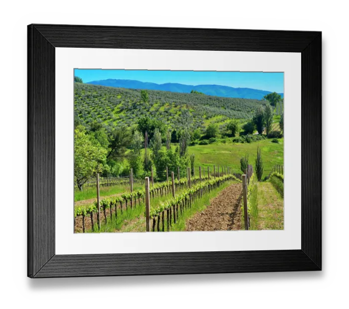 Framed Print : Italy, Umbria, Montefalco. View of vineyards
