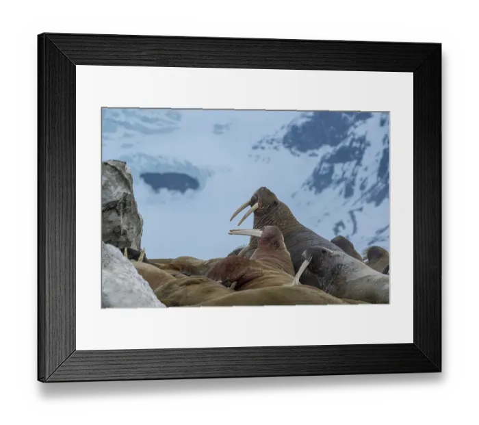 Framed Print : Svalbard, Norway. Colony of Atlantic walrus showing their tusks Framed Print : Svalbard, Norway. Colony of Atlantic walrus showing their tusks